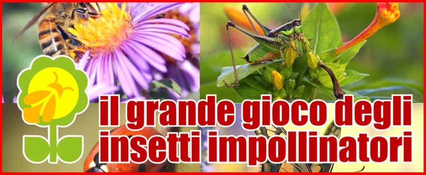 Il grande gioco degli insetti impollinatori